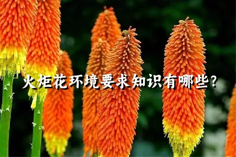 火炬花环境要求知识有哪些？