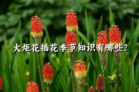 火炬花插花季节知识有哪些？