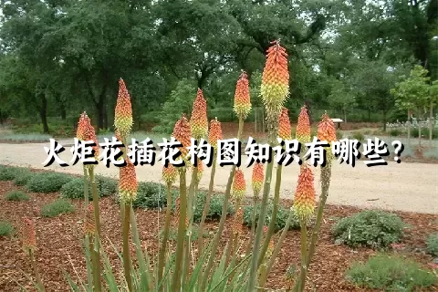 火炬花插花构图知识有哪些？