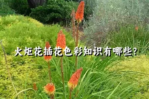 火炬花插花色彩知识有哪些？