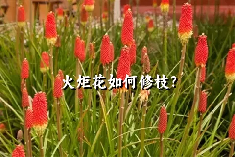 火炬花如何修枝？