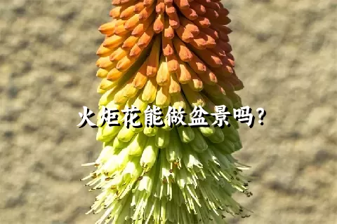 火炬花能做盆景吗？