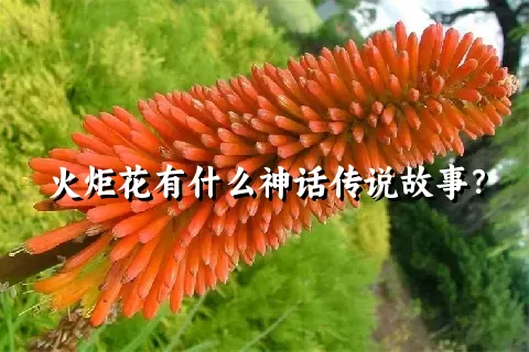 火炬花有什么神话传说故事？