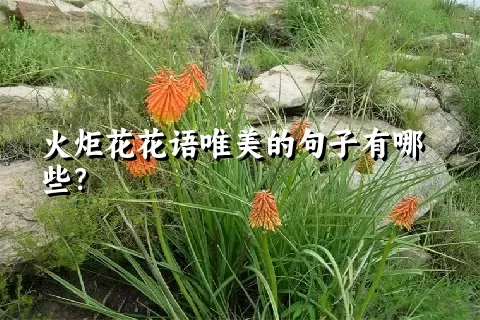 火炬花花语唯美的句子有哪些？