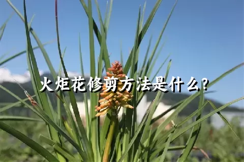 火炬花修剪方法是什么？