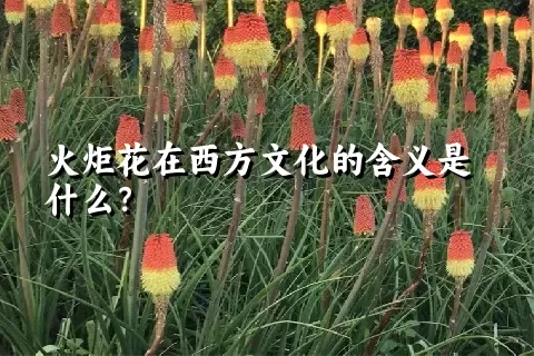 火炬花在西方文化的含义是什么？