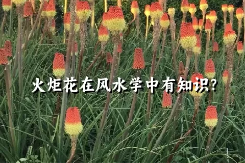 火炬花在风水学中有知识？