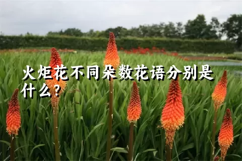 火炬花不同朵数花语分别是什么？