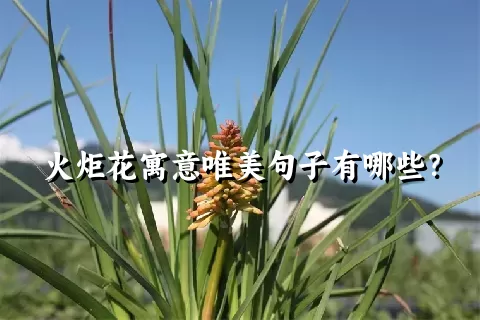 火炬花寓意唯美句子有哪些？