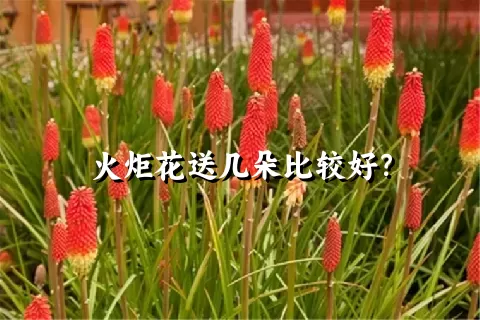 火炬花送几朵比较好？