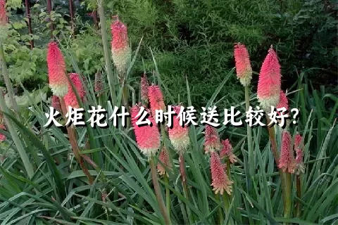 火炬花什么时候送比较好？