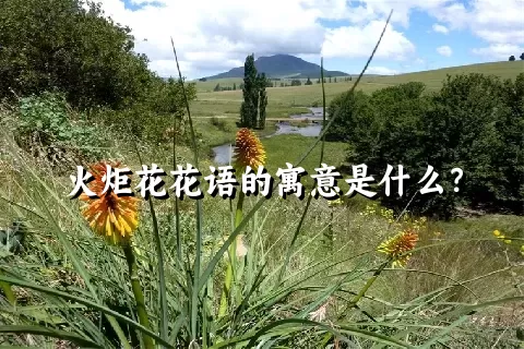 火炬花花语的寓意是什么？