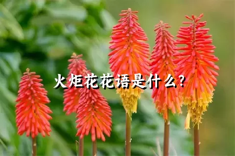 火炬花花语是什么？