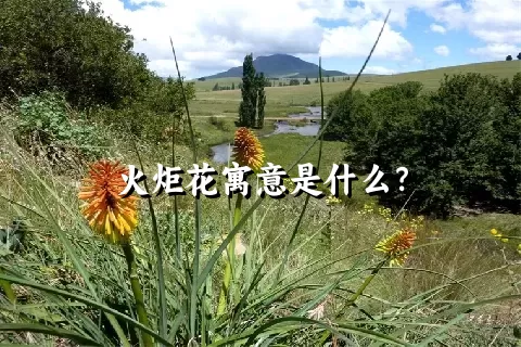 火炬花寓意是什么？