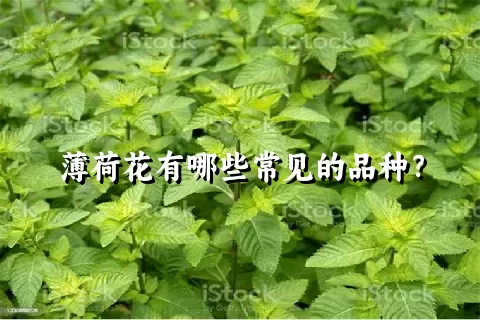 薄荷花有哪些常见的品种？