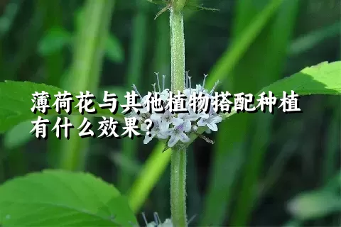 薄荷花与其他植物搭配种植有什么效果？