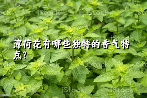 薄荷花有哪些独特的香气特点？