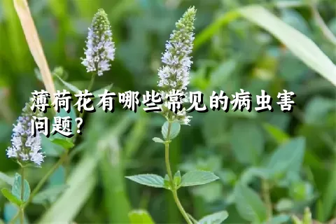 薄荷花有哪些常见的病虫害问题？