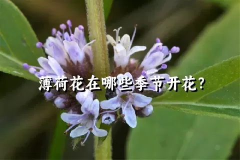 薄荷花在哪些季节开花？