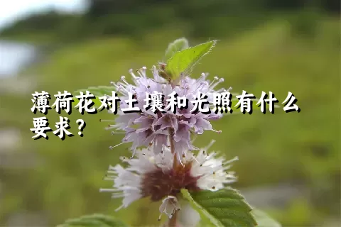 薄荷花对土壤和光照有什么要求？