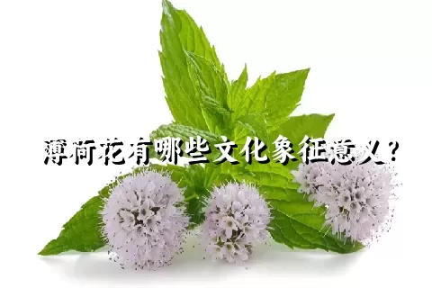 薄荷花有哪些文化象征意义？