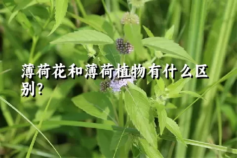 薄荷花和薄荷植物有什么区别？