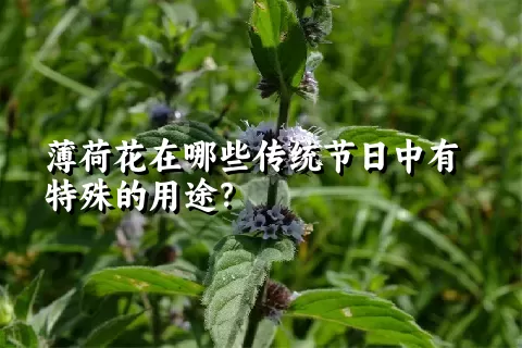 薄荷花在哪些传统节日中有特殊的用途？