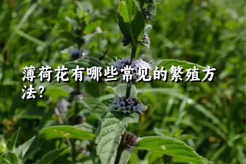 薄荷花有哪些常见的繁殖方法？