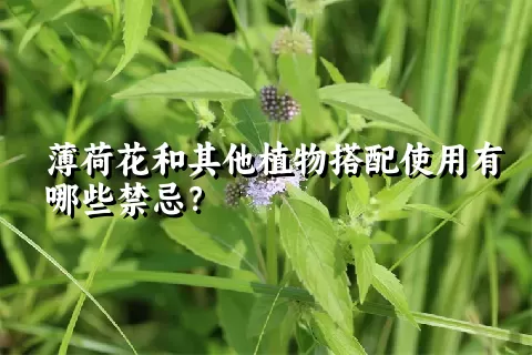 薄荷花和其他植物搭配使用有哪些禁忌？