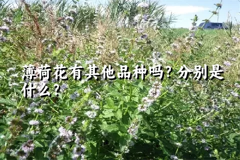 薄荷花有其他品种吗？分别是什么？