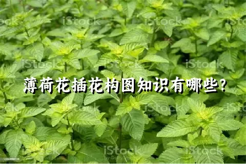 薄荷花插花构图知识有哪些？