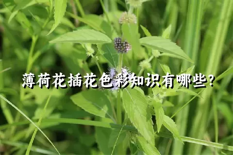 薄荷花插花色彩知识有哪些？