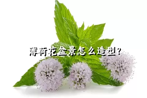 薄荷花盆景怎么造型？