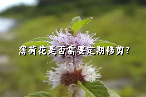 薄荷花是否需要定期修剪？