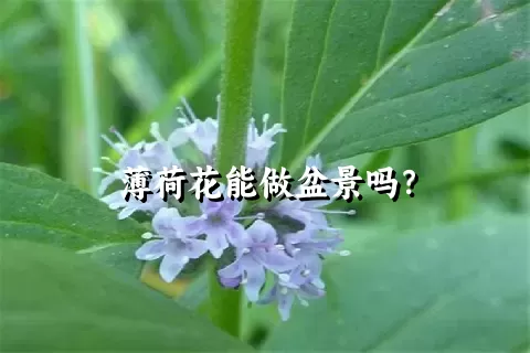 薄荷花能做盆景吗？