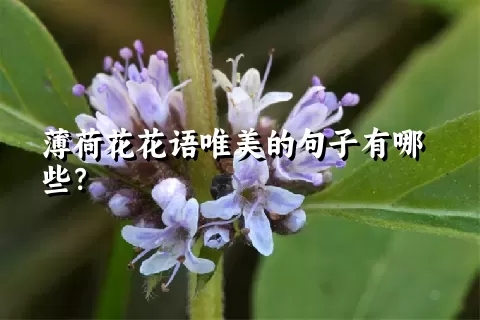 薄荷花花语唯美的句子有哪些？