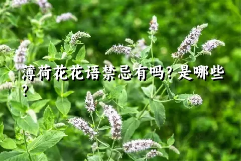 薄荷花花语禁忌有吗？是哪些？