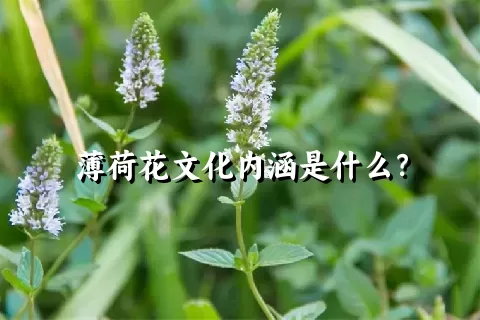 薄荷花文化内涵是什么？