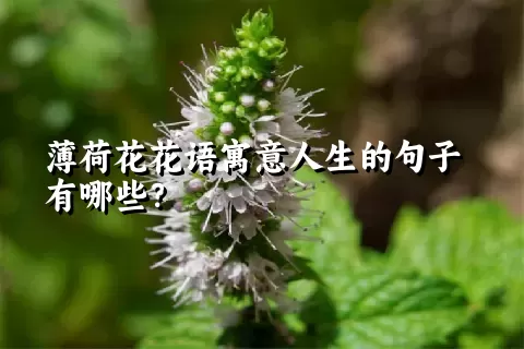 薄荷花花语寓意人生的句子有哪些？