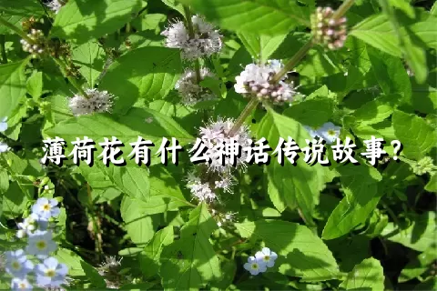 薄荷花有什么神话传说故事？