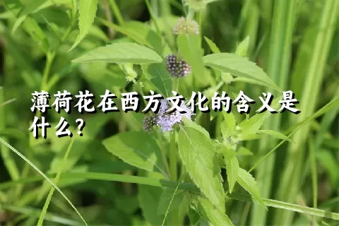 薄荷花在西方文化的含义是什么？