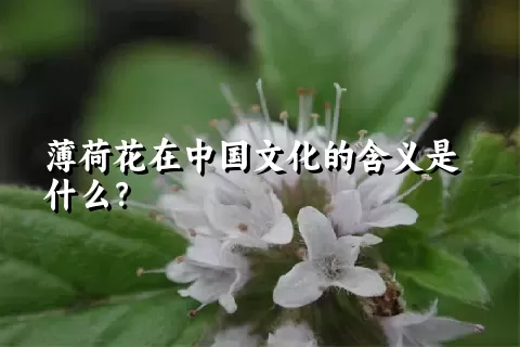 薄荷花在中国文化的含义是什么？