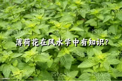 薄荷花在风水学中有知识？