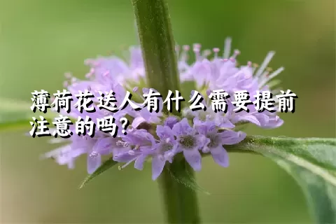 薄荷花送人有什么需要提前注意的吗？