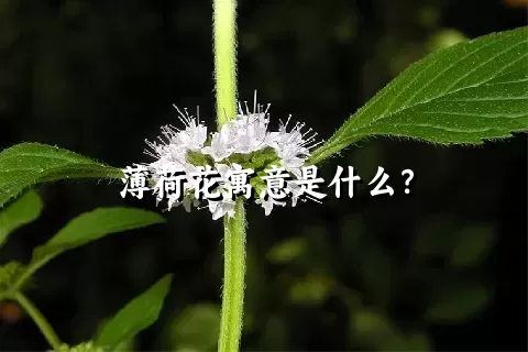 薄荷花寓意是什么？