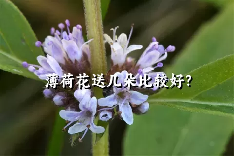 薄荷花送几朵比较好？