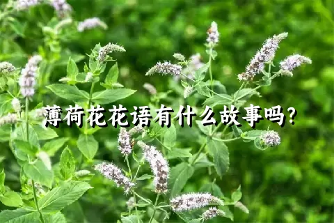 薄荷花花语有什么故事吗？