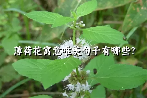 薄荷花寓意唯美句子有哪些？