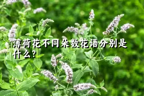 薄荷花不同朵数花语分别是什么？