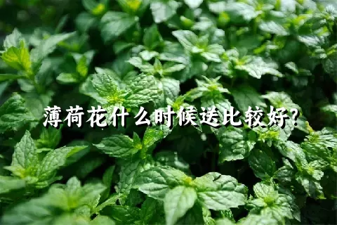 薄荷花什么时候送比较好？